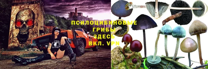 наркошоп  Кисловодск  Псилоцибиновые грибы ЛСД 